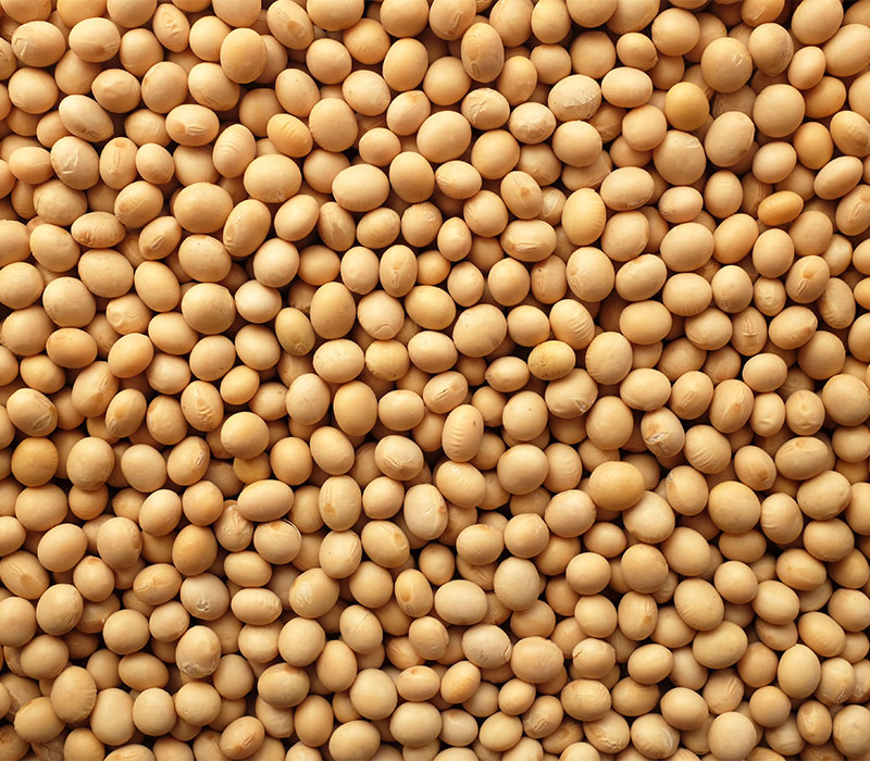 Soybean seeds