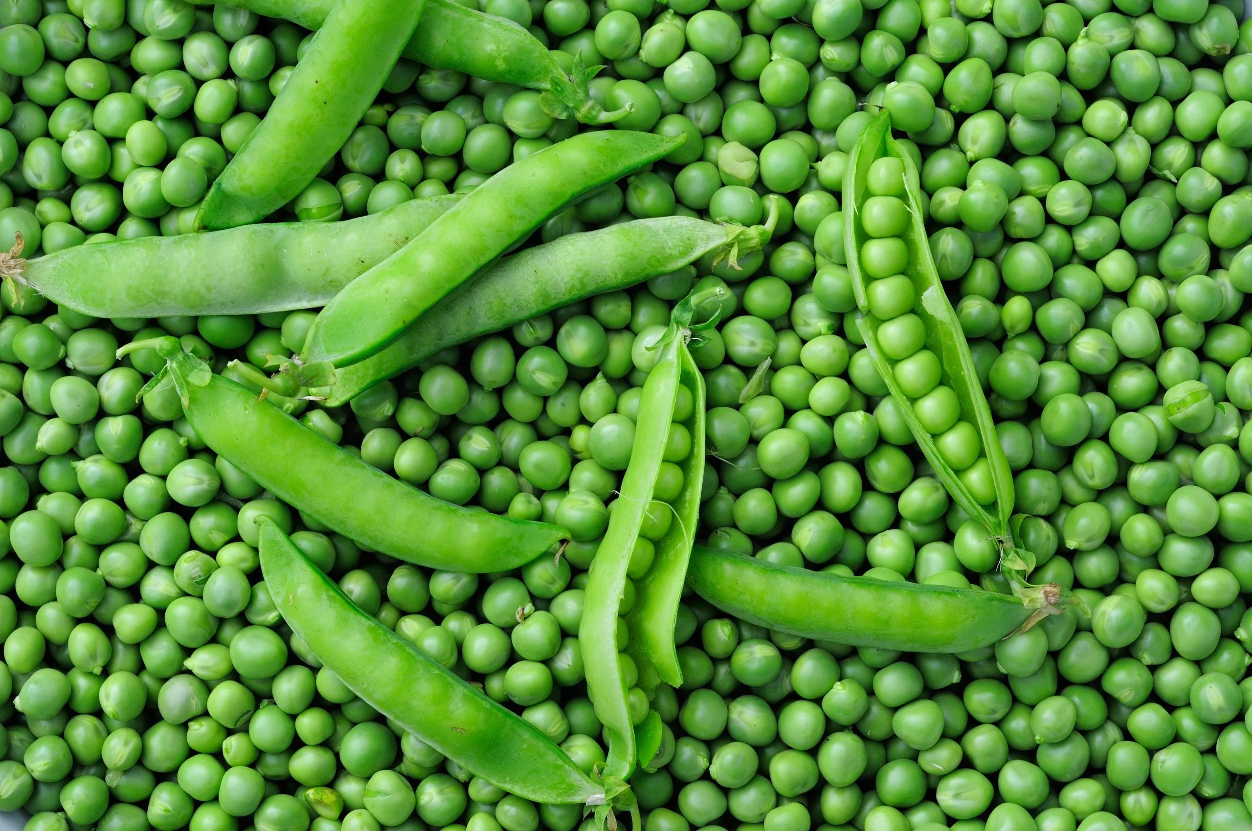 Offering yellow peas and green lentils from Ukraine