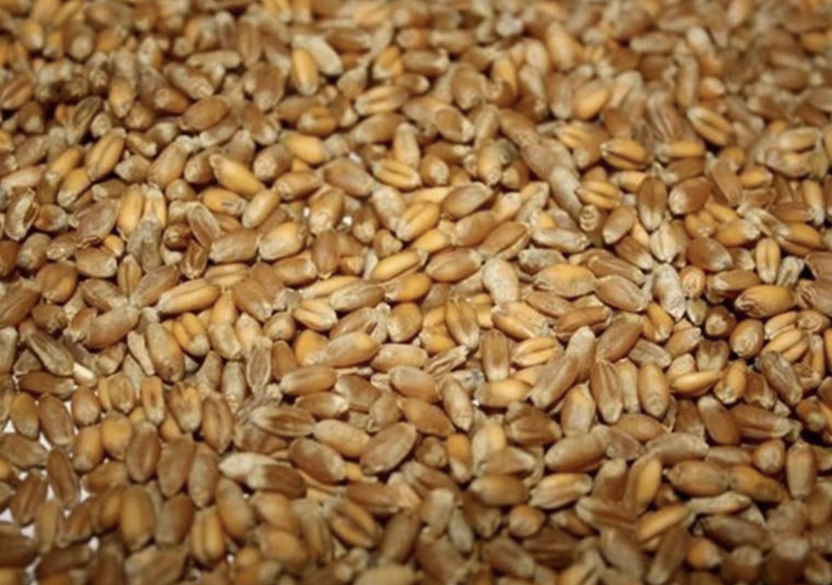 Yellow corn, 2000 MT