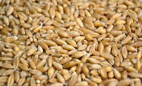 Available: hard red winter wheat.