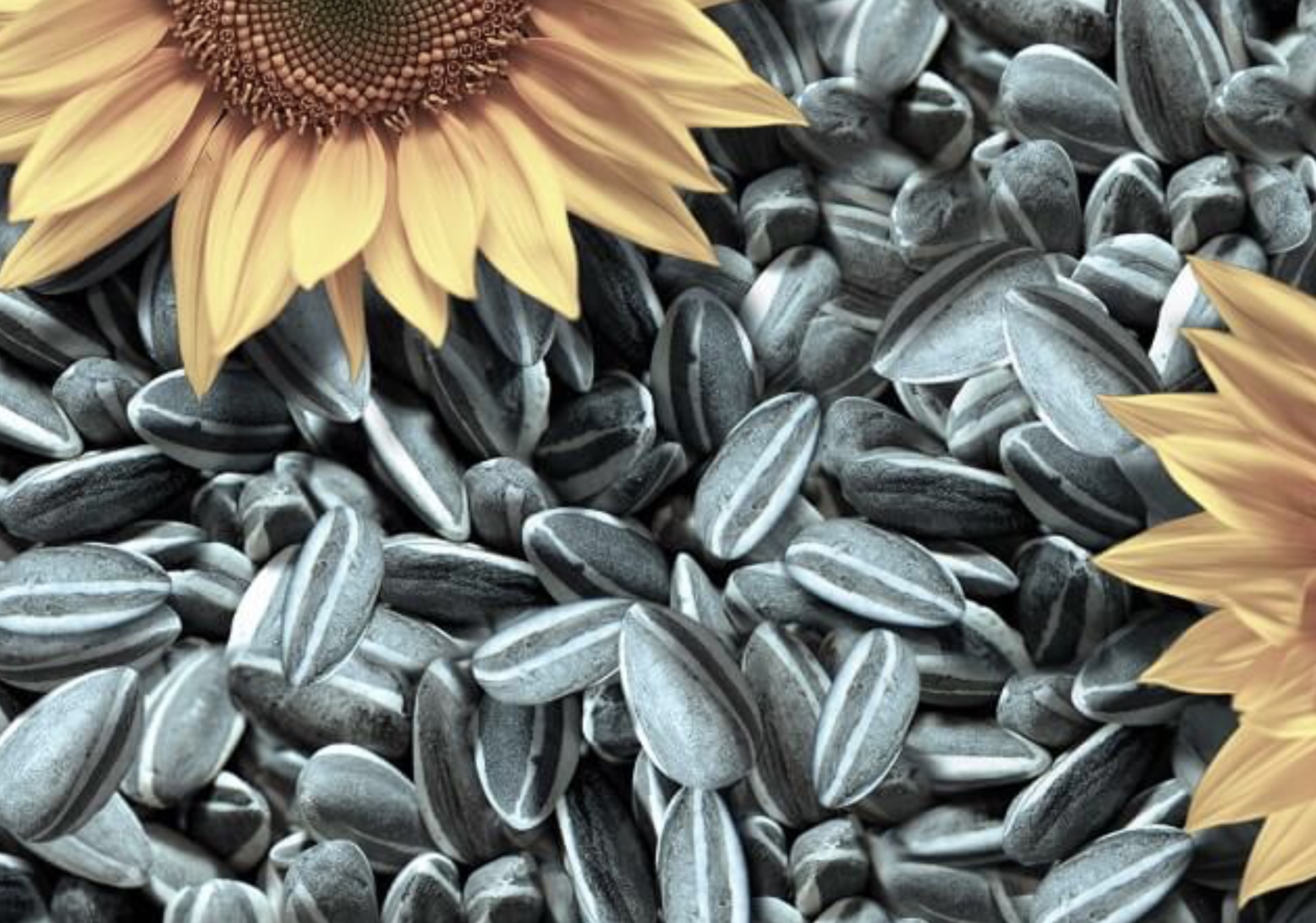Sunflower seeds